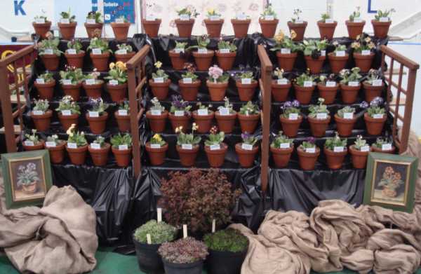 Auricula Theatre at Abriachan Nurseries